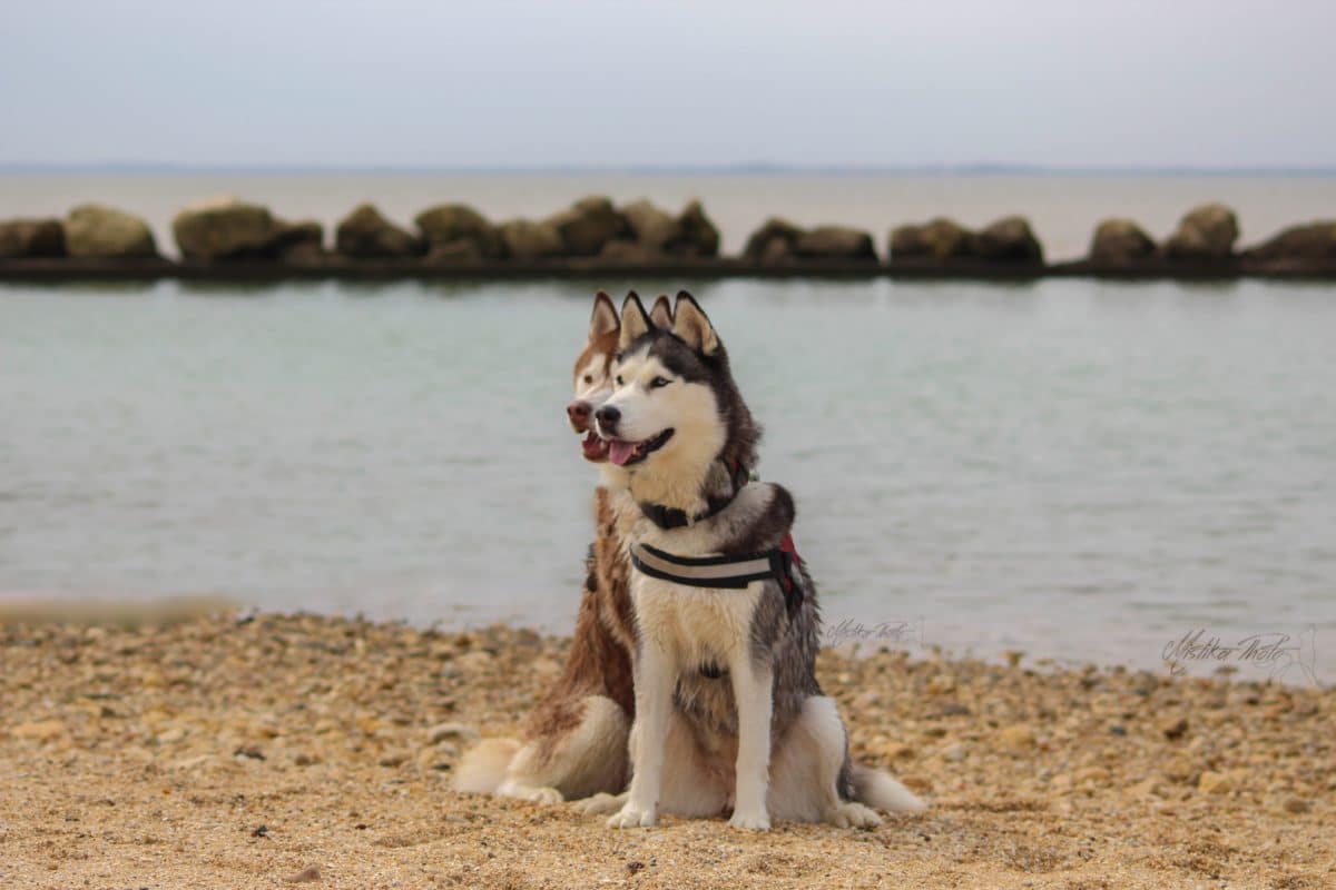 husky a la mer