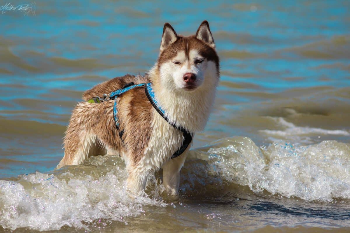 husky a la mer - par Taiko le husky sibérien