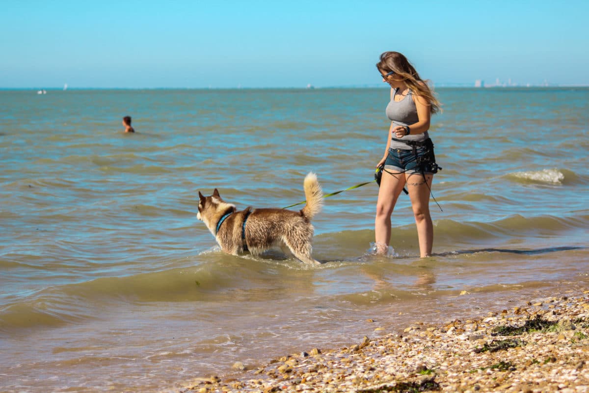 husky a la mer