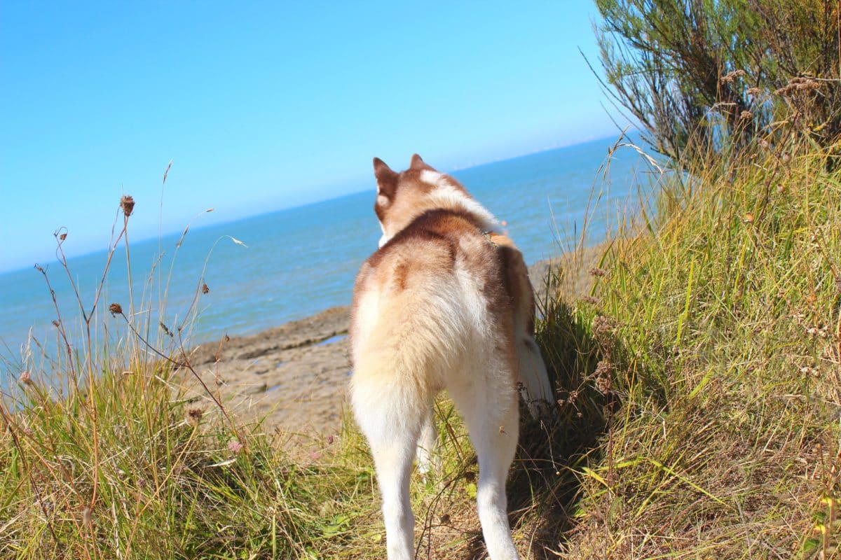 husky a la mer