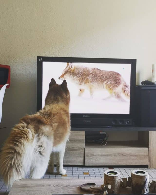 chien husyk de yoann devant la tele
