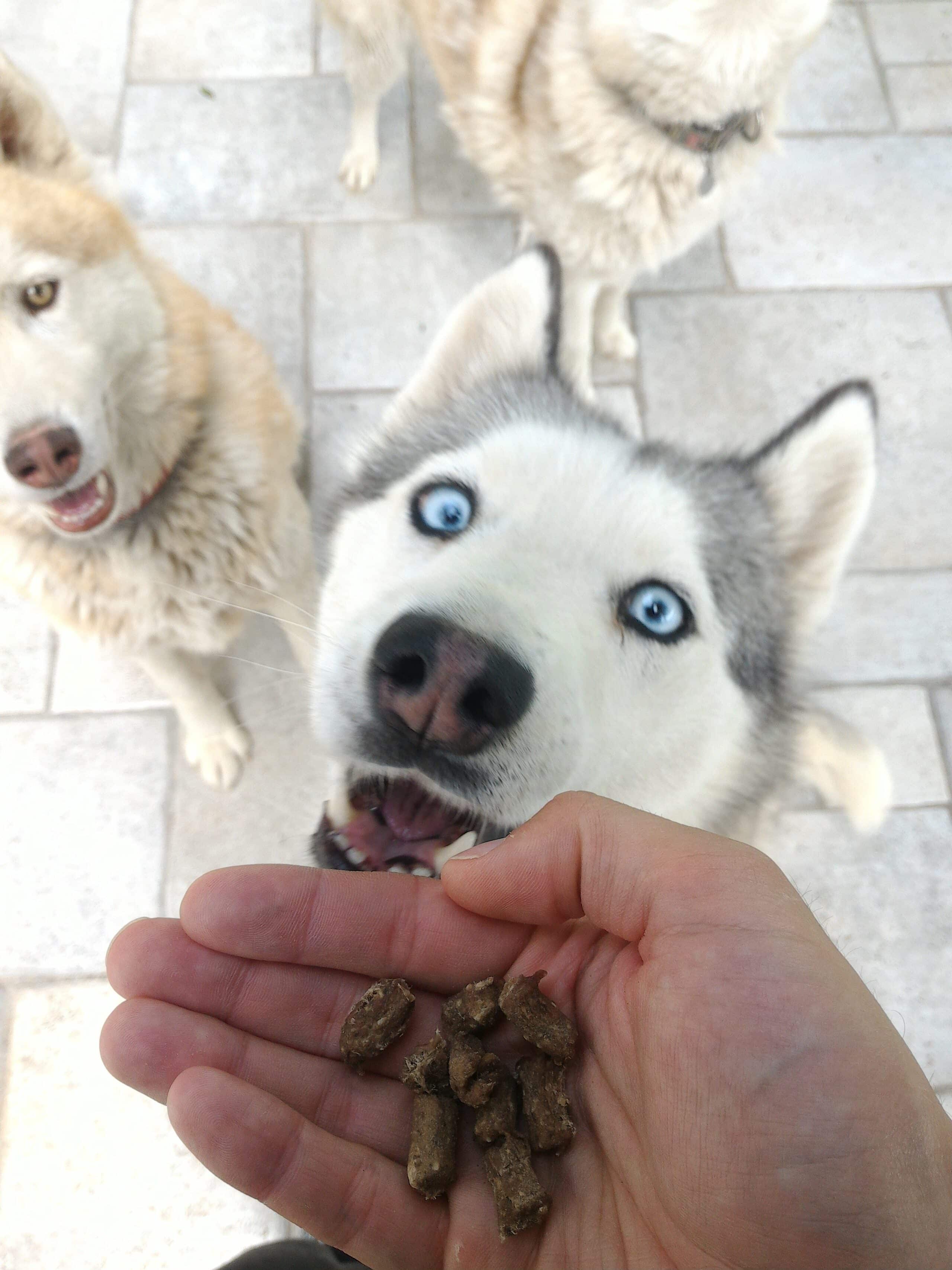 Friandise chien husky naturel viande séché boeuf