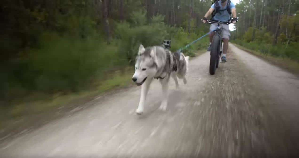 harnais chien de traineau vélo canivtt