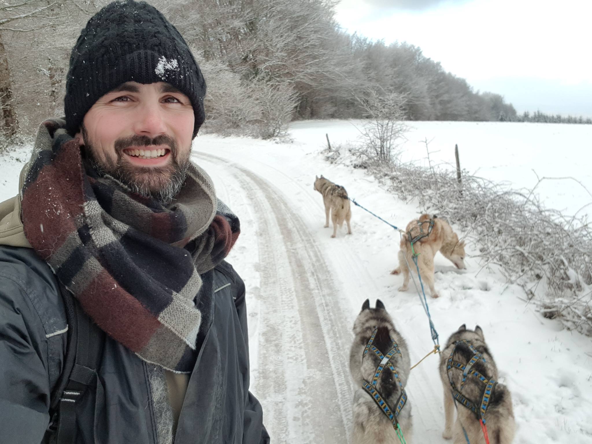 harnais de chien de traineau - attelage husky siberien