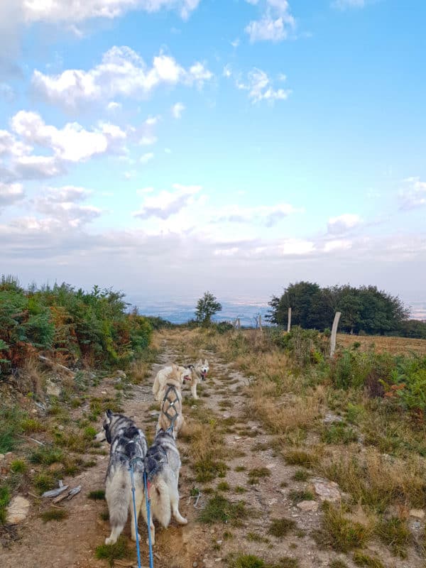 Attelage de chien de traineau