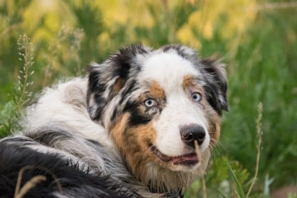 Berger Australien - Quel chien pour course à pied