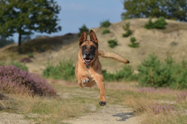 Berger Belge Malinois - Quel chien course à pied