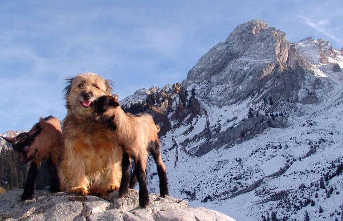 Berger des pyrénées - Quel chien pour course à pied