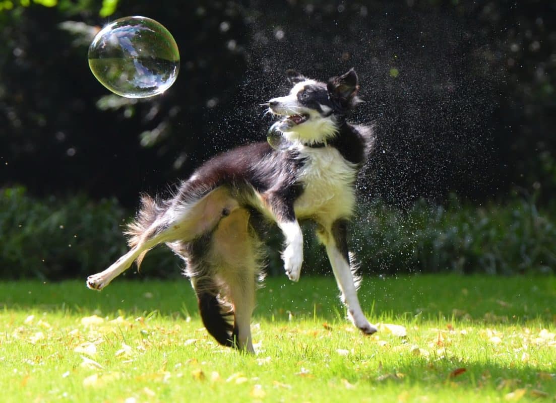 Border Collie - Quel chien pour la course à pied