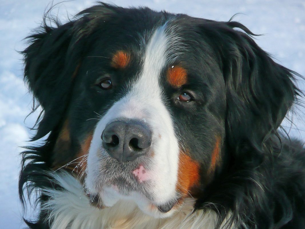 Quel Chien Pour La Course à Pied Top 30 Des Chiens Sportifs