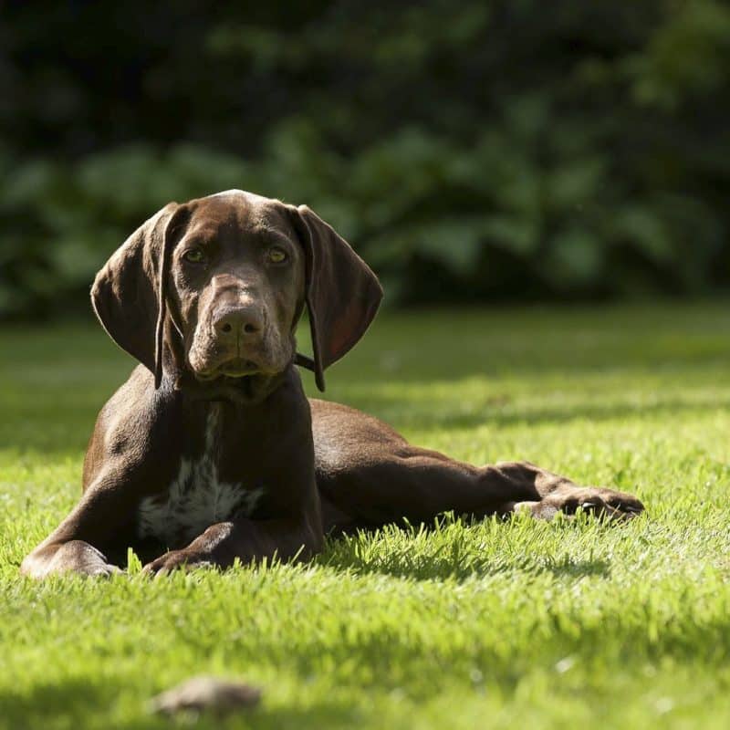 Braque allemand - Quel chien pour course à pied