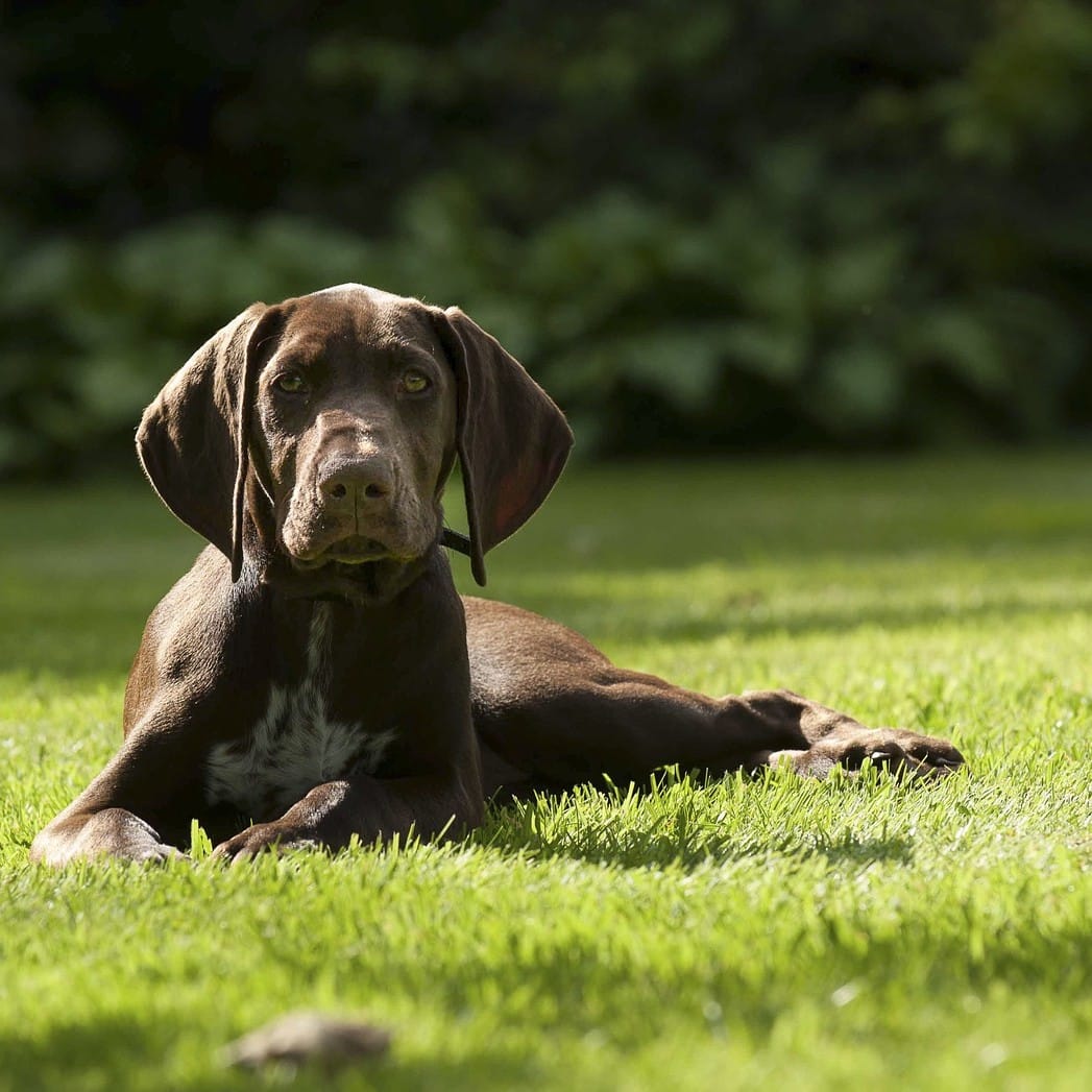 Quel chien pour la course à pied? TOP 30 des chiens sportifs!
