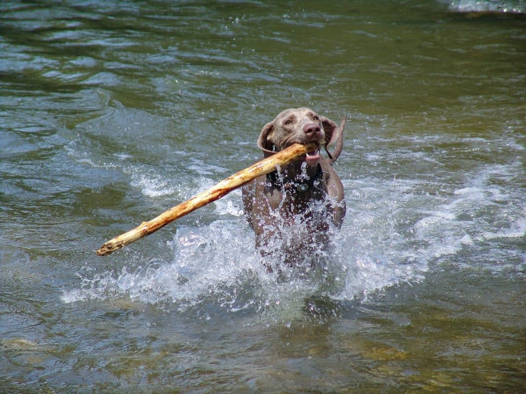 Braque de Weimar - Quel chien pour couse à pied