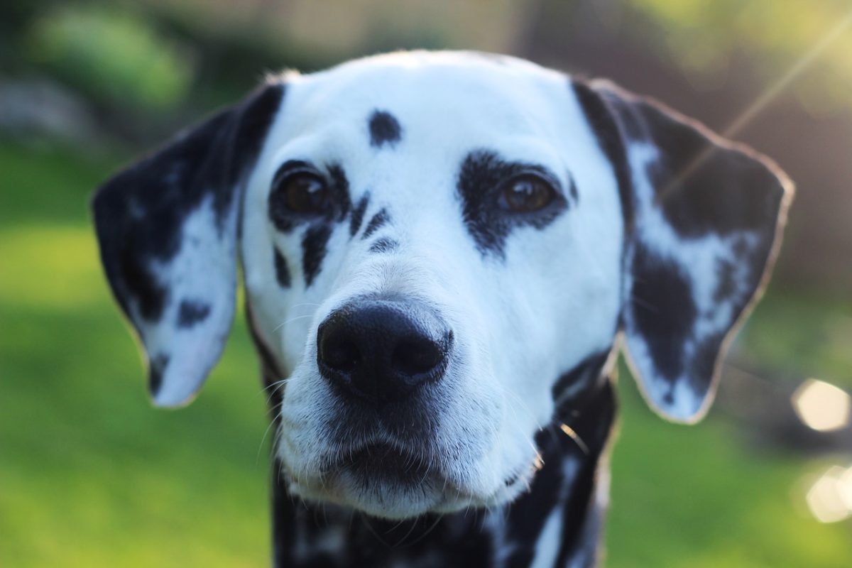 Quel Chien Pour La Course à Pied Top 30 Des Chiens Sportifs