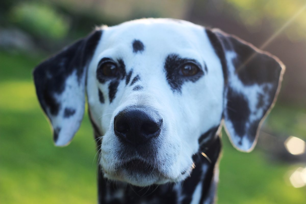 Dalmatien - Quel chien pour course à pied