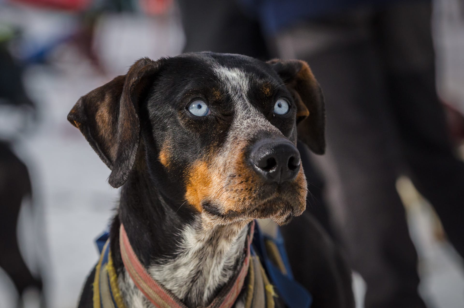 Quel chien pour la course à pied? TOP 30 des chiens sportifs!