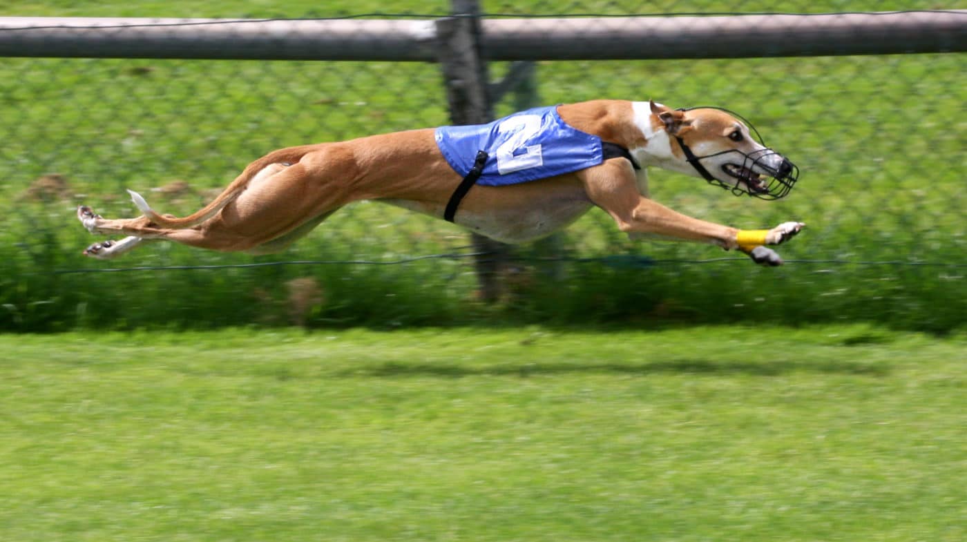 Greyhound - wikipedia - Quel chien pour course à pied