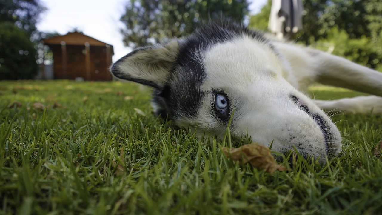 Le Husky de Sibérie - Quel chien pour course à pied