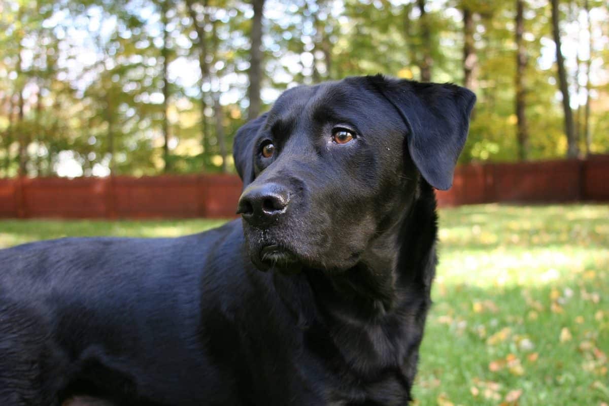 Le Labrador Retriever - Quel chien pour course à pied