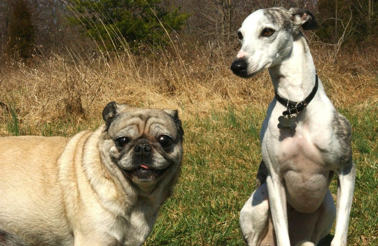 Lévrier Whippet - Quel chien pour course à pied