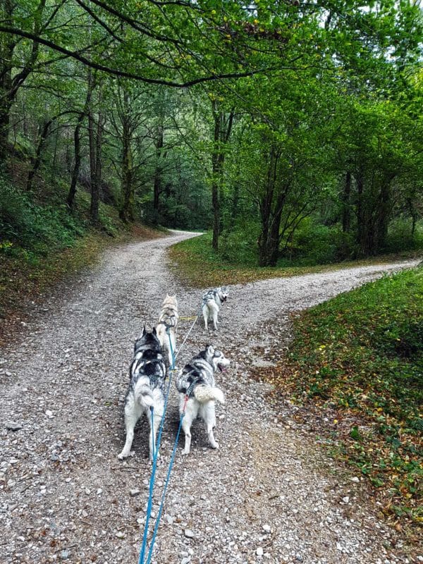 attelage canin - chien de traineau