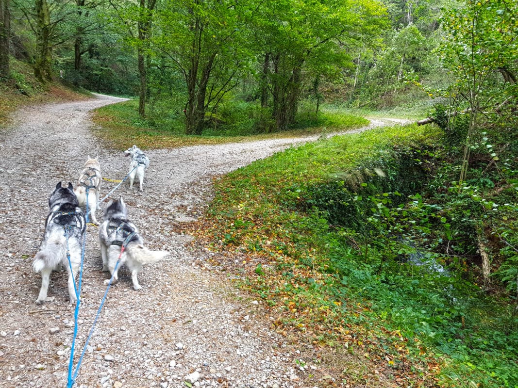 attelage canin - ligne de trait pour chiens