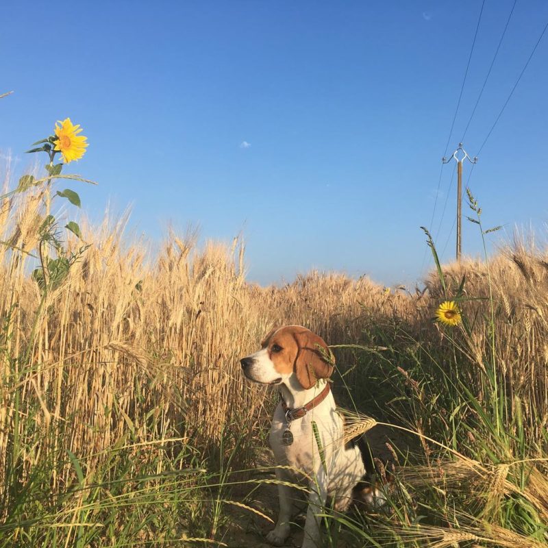 beagle conseilsdechien - Quel chien pour la course à pied