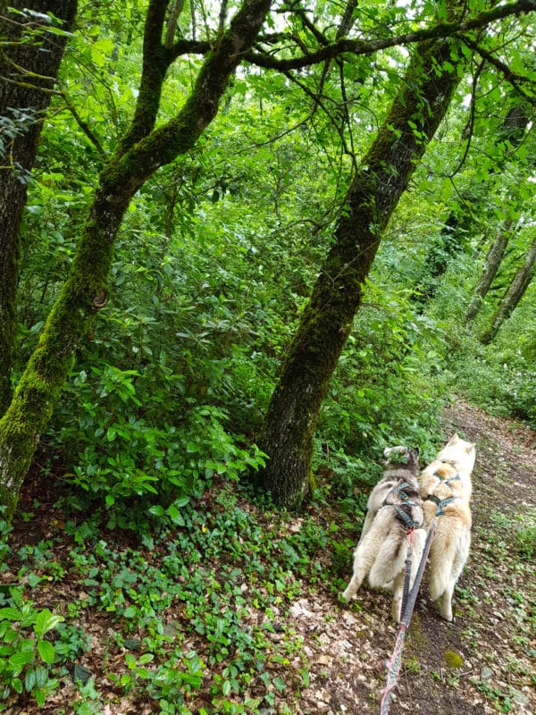 canicross 2 chiens foret nature