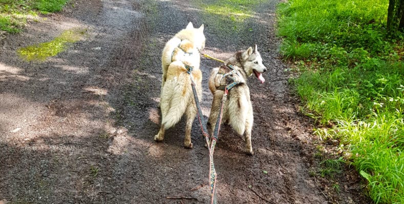 canicross 2 chiens - ligne de trait double amortisseur