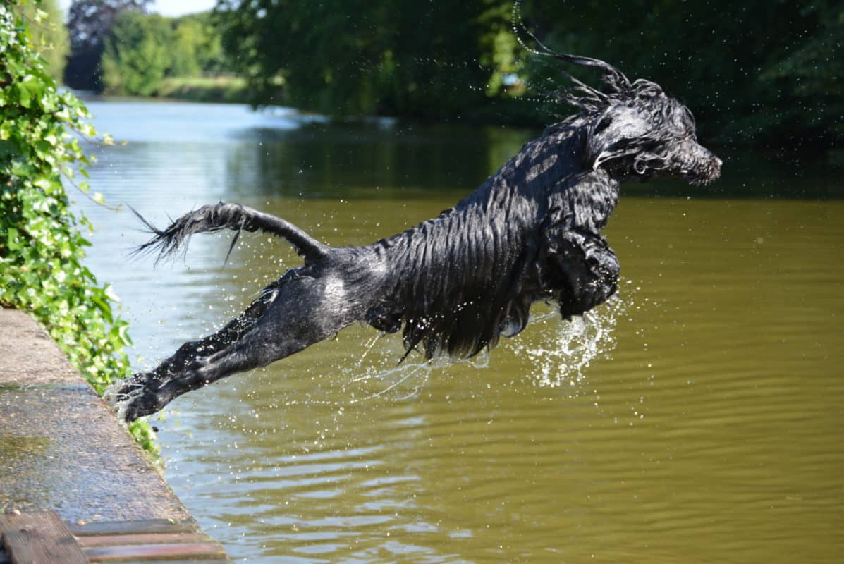 chien d’eau Portugais - wegroup sa - Quel chien pour course à pied