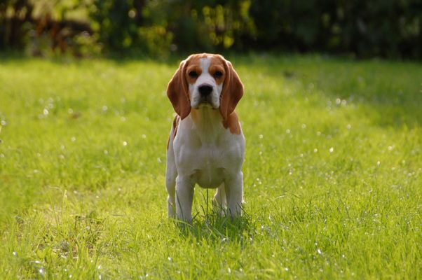 courir avec son beagle canicross running