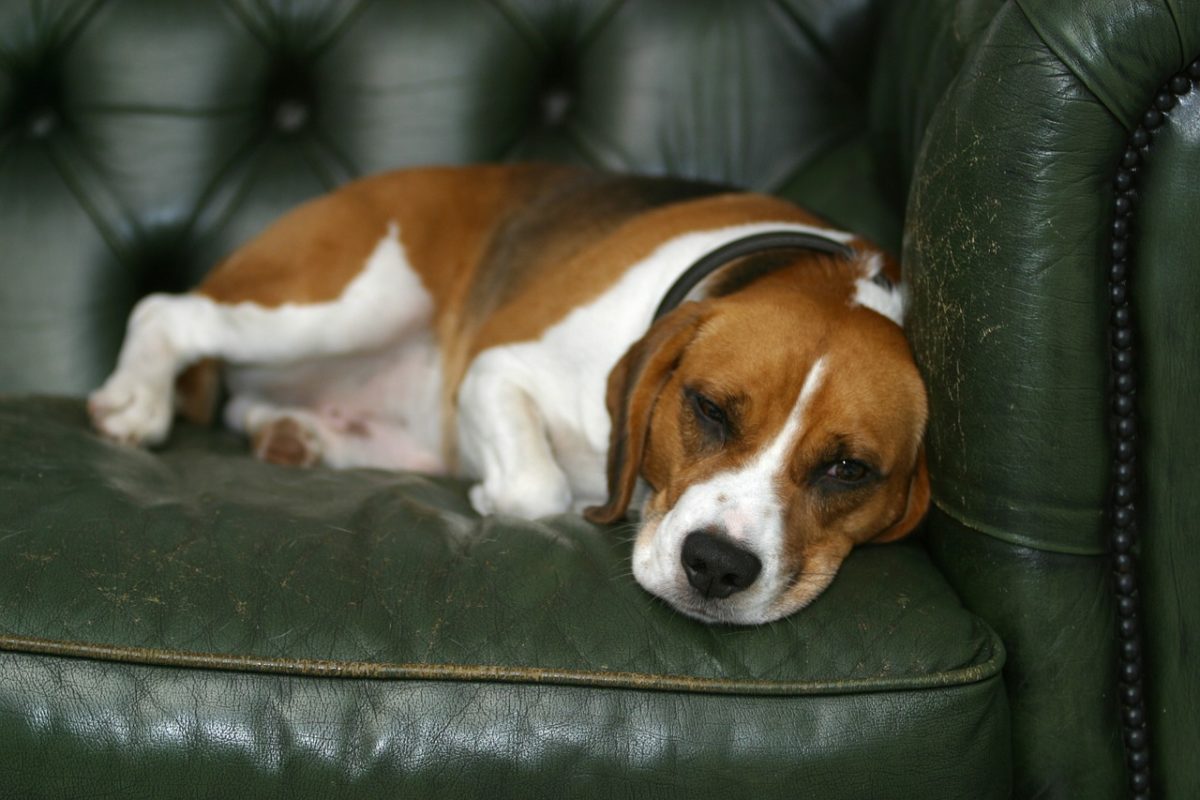 courir avec son beagle quelle distance courir