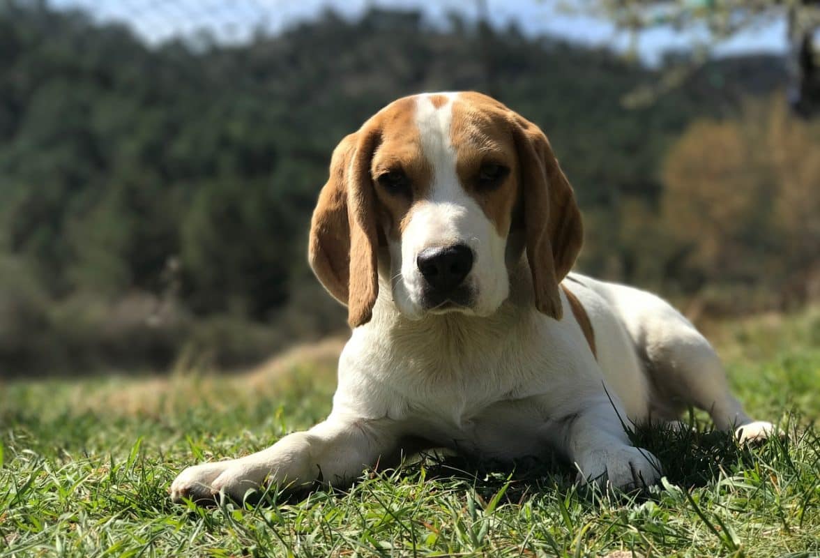 courir avec son beagle - race de chien