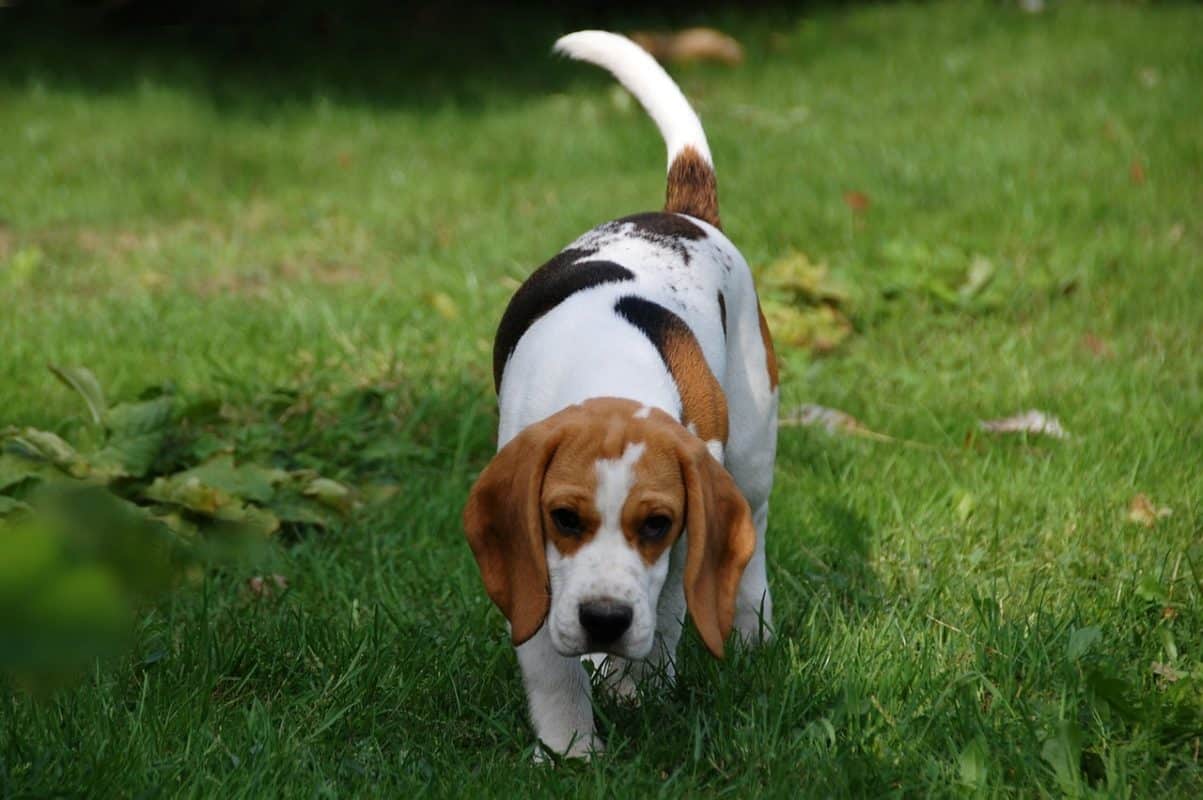courir avec son beagle respecter race de chien
