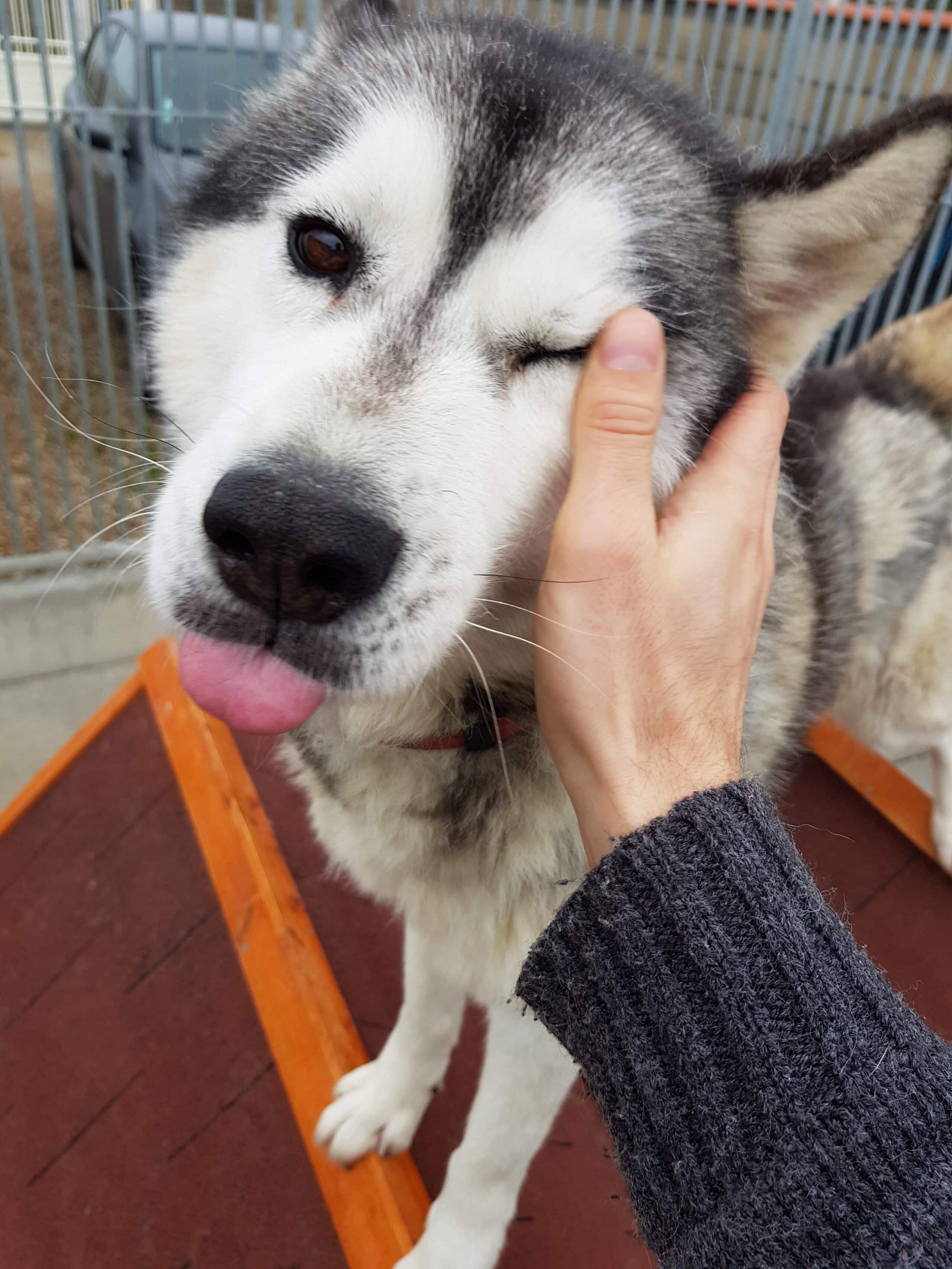 ggayoq husky siberien