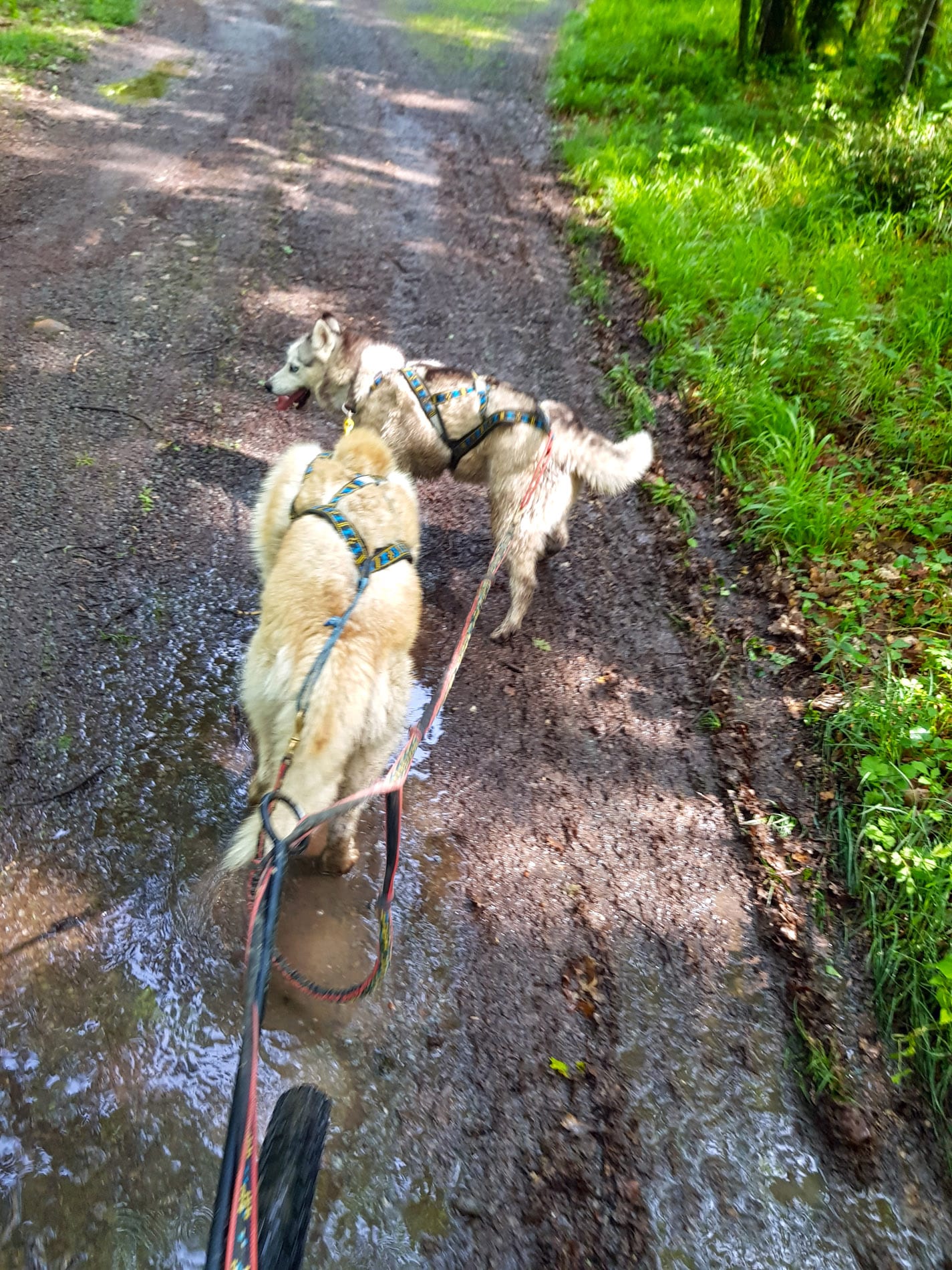 longe double vtt avec deux chiens