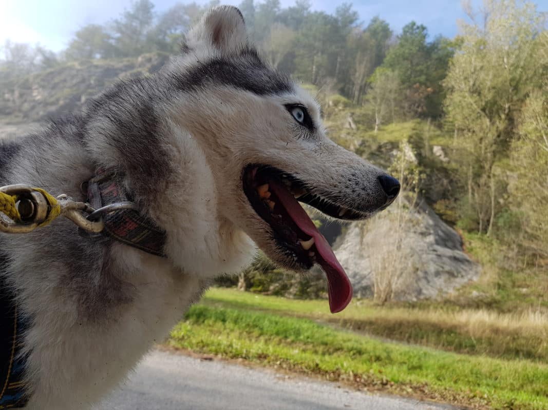 Collier pour chien sportif