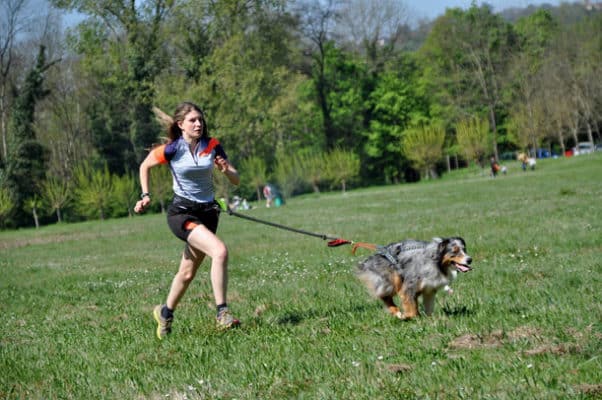 canicross-chien-berger-australien-running-course-à-pied