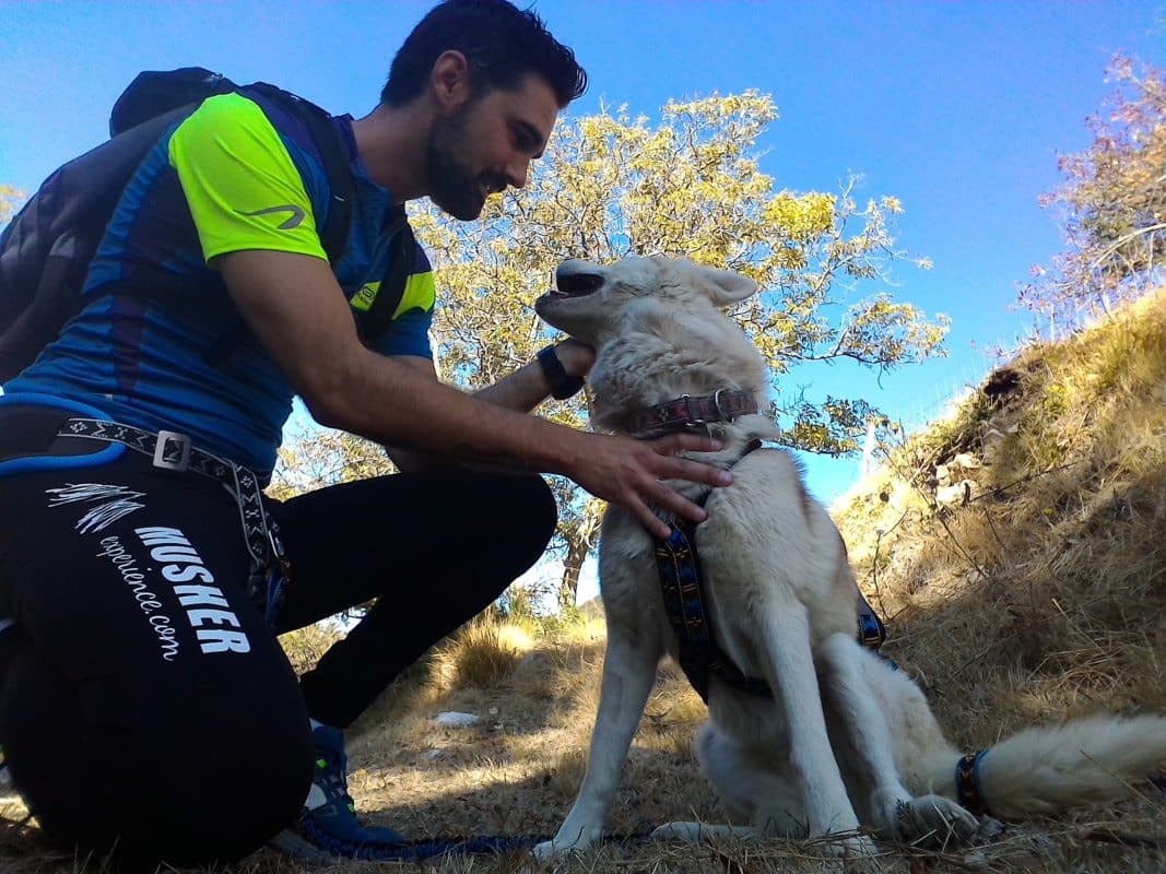 canicross musher experience