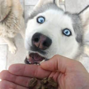 Friandise naturelle pour chien