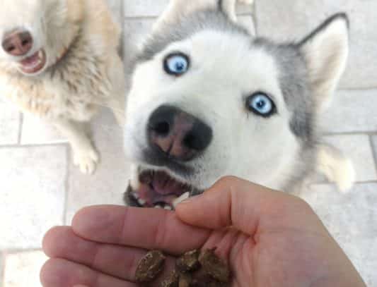 Friandise naturelle pour chien