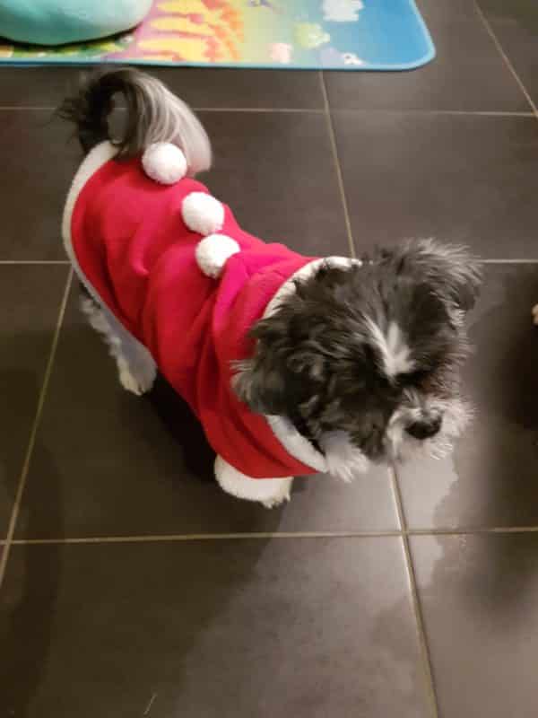 manteau pour chien fete noel