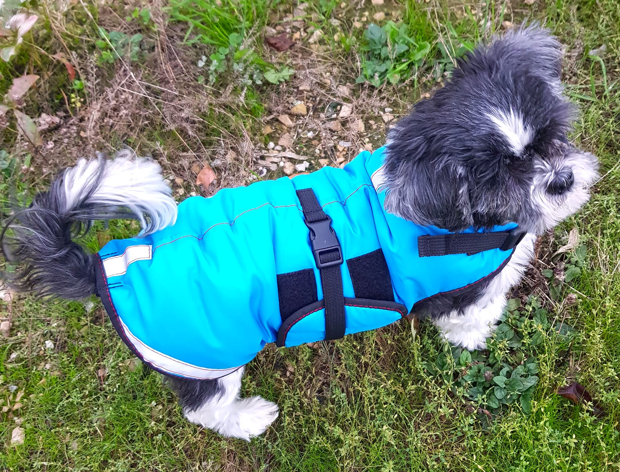 Mon shih tzu a un nouveau manteau d'hiver imperméable et se prend pour un  chien de traineau