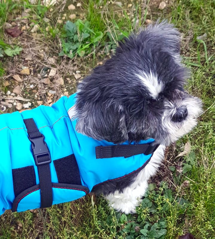 shih tzu manteau hiver pour chien