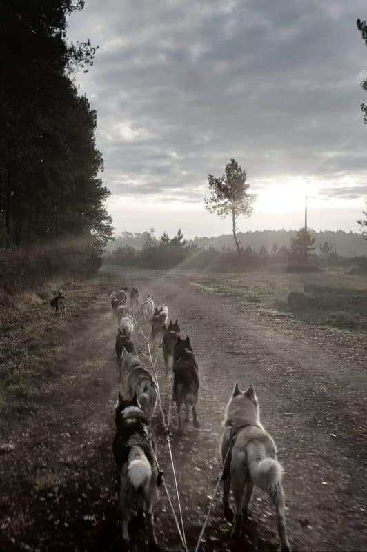 attelage canin sans neckline- Catherine Fontaine