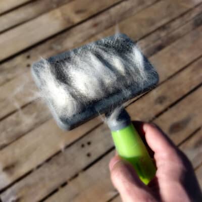 brosse chien poil toilettage husky siberien efficace