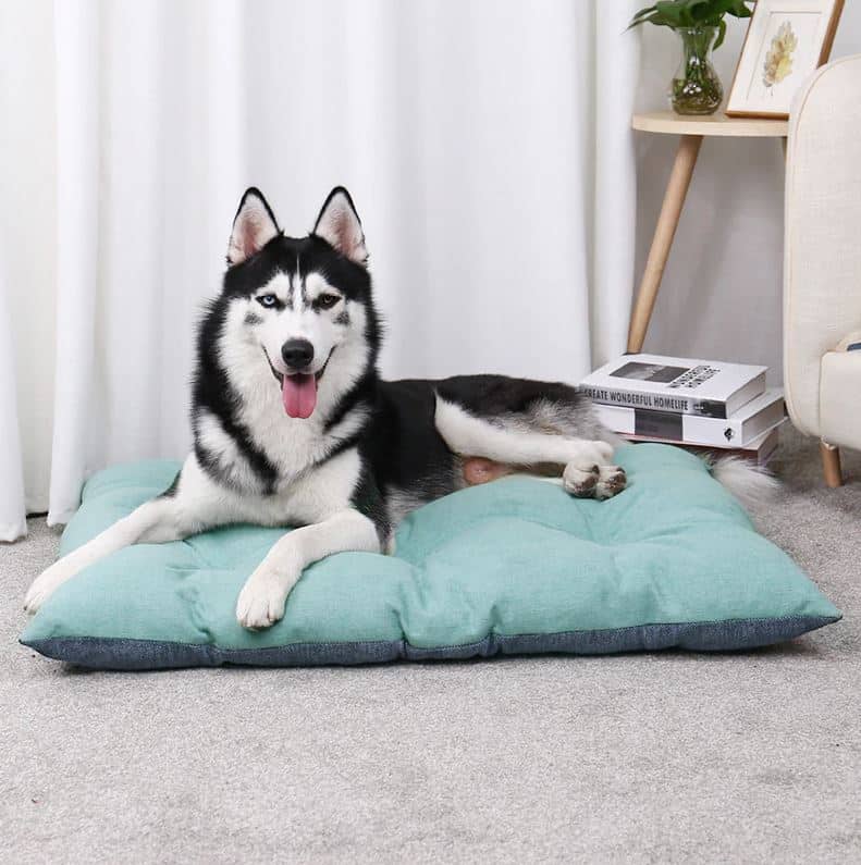 coussin pour chien husky siberien