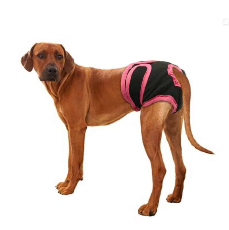 culotte de chien - chaleurs chez la chienne grand chien