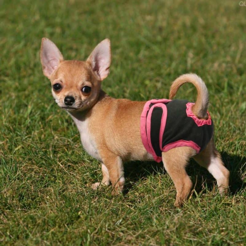 culotte de chien - chaleurs chez la chienne petit chien