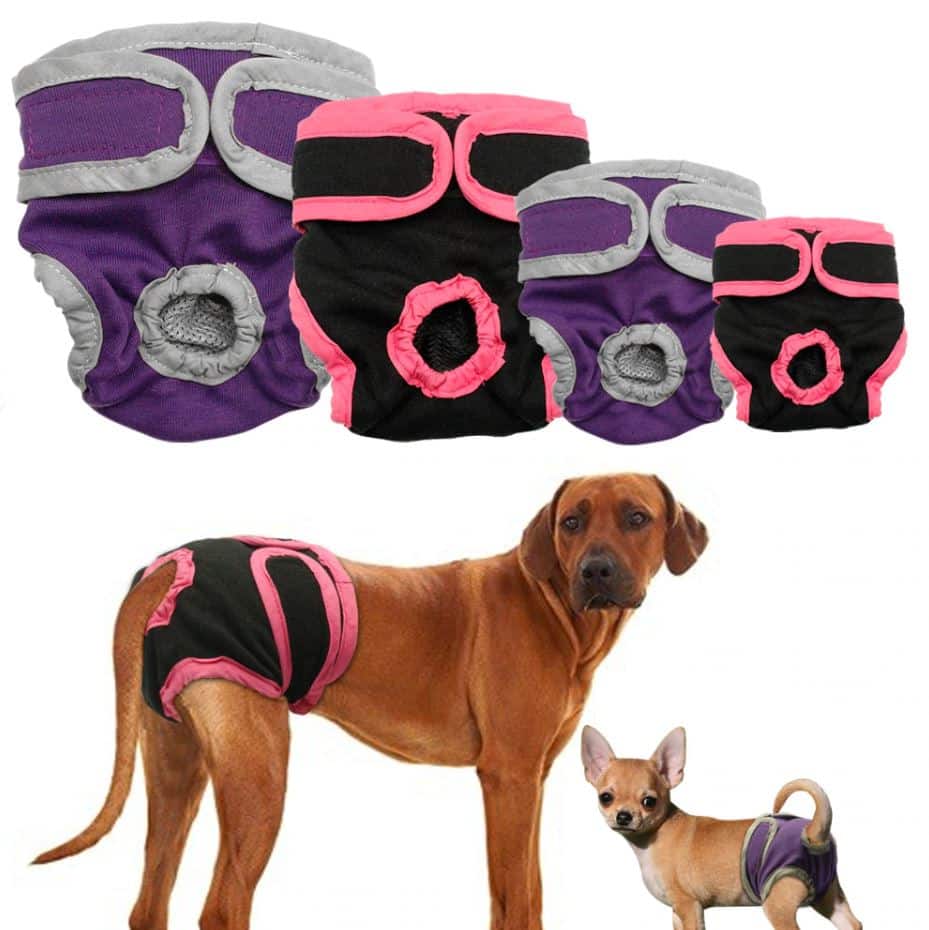 Culotte pour chien chaleurs chez la chienne Equipement et conseils